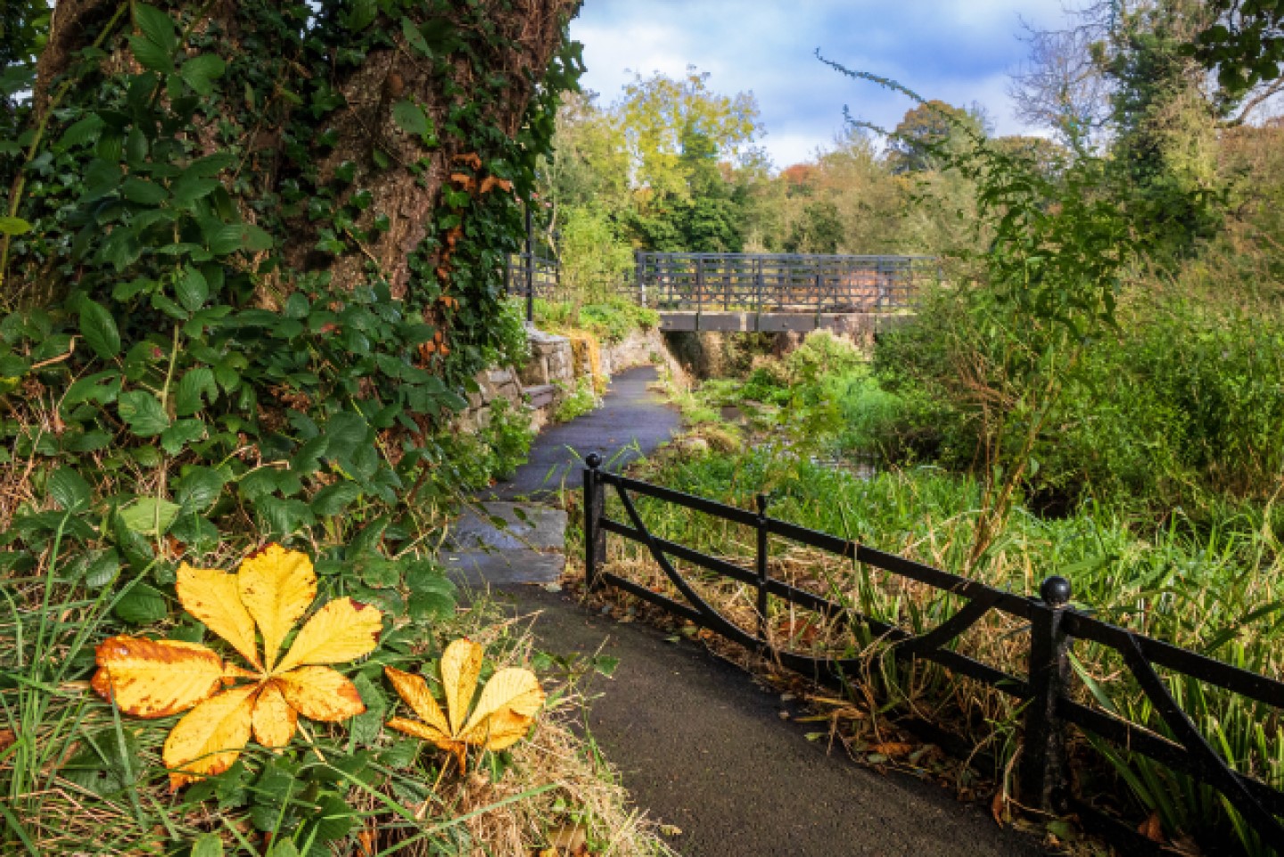 bridge in the country park